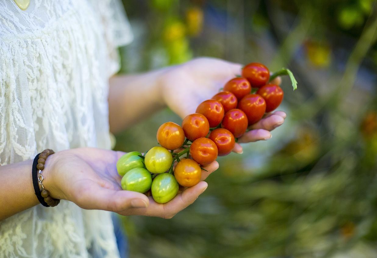 Jennifer visar upp en klase med Dunne-tomater i regnbågsskala
