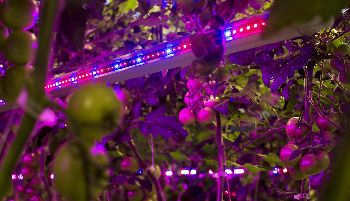 I våra växthus finner du LED-belysning