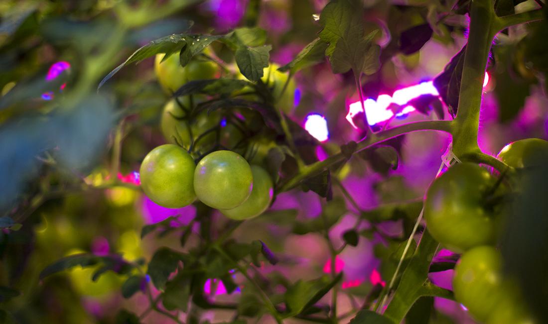 Tomater som växer bland LED-belysning i Bigros växthus
