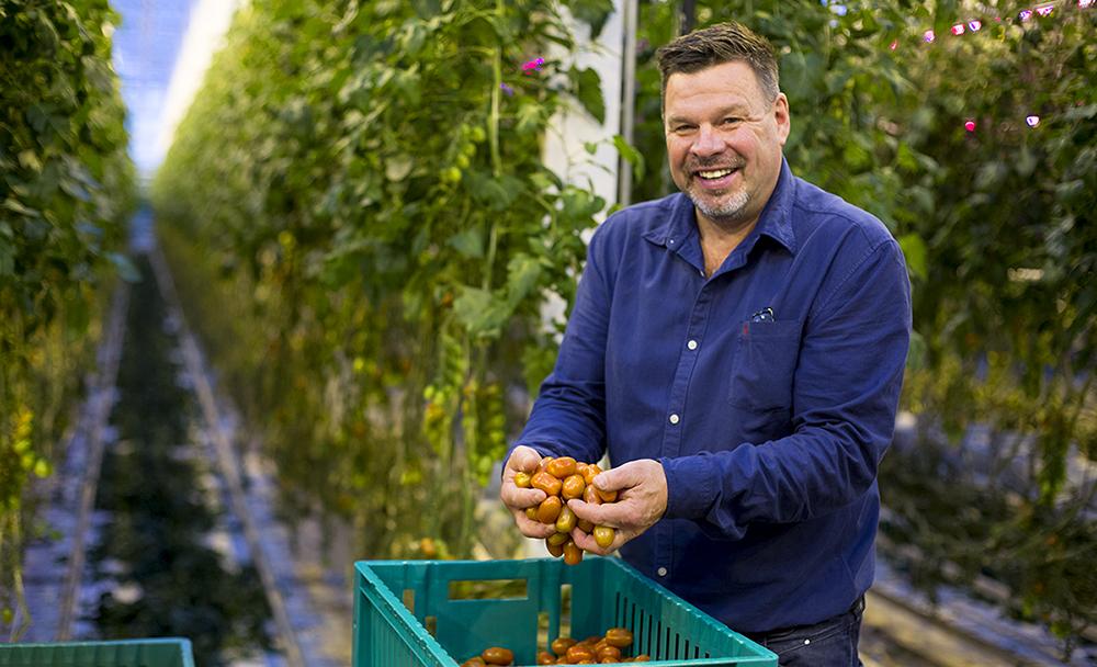 Börje ser över dagens skörd av Dunne-tomaterna